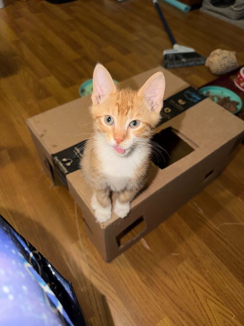 Creme, Baby Domestic Short Hair / Mixed, cat for adoption in New Rochelle, New York