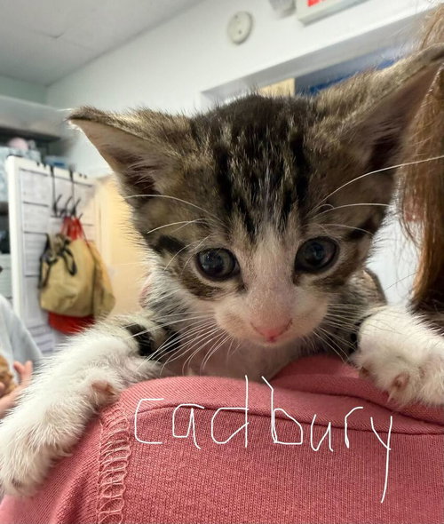 CADBURY