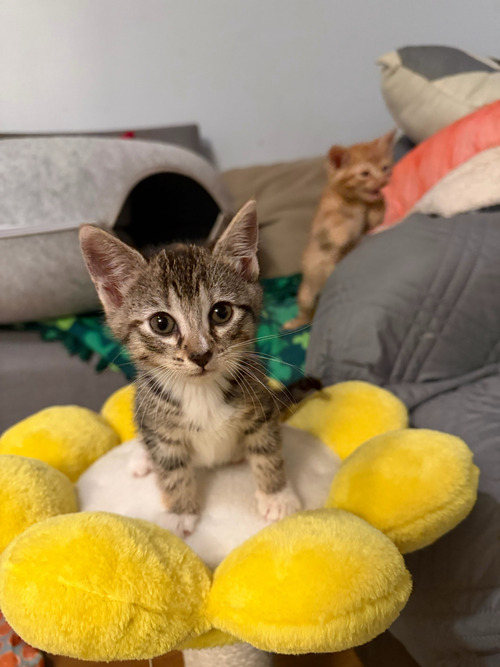 JELLYBEAN