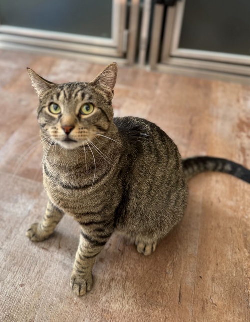 Marley, Adult Domestic Short Hair / Mixed, cat for adoption in New Brunswick, New Jersey