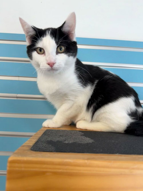 Turbo, Baby Domestic Short Hair / Mixed, cat for adoption in New Brunswick, New Jersey