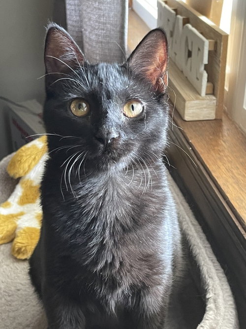 Mascara, Baby Domestic Short Hair / Mixed, cat for adoption in Passaic, New Jersey