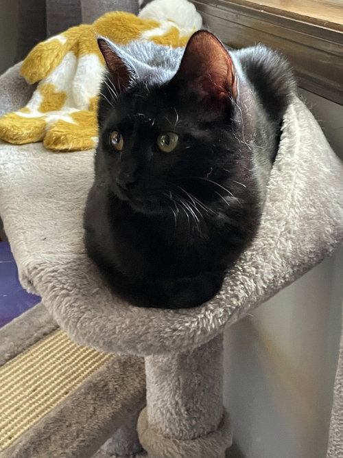 Mascara, Baby Domestic Short Hair / Mixed, cat for adoption in Perth Amboy, New Jersey