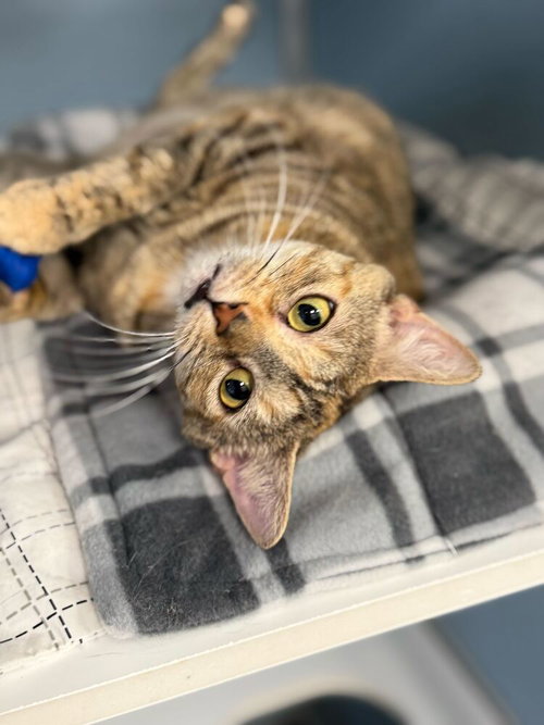 Sansa, Adult Domestic Short Hair / Domestic Short Hair / Mixed, cat for adoption in Mount Vernon, New York
