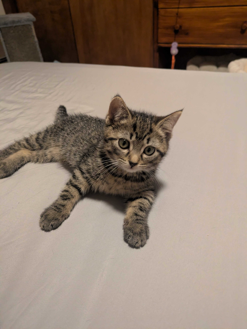 Sinatra