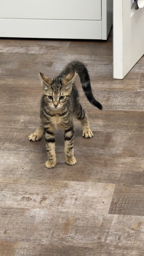 Blush (Bonded to Gloss), an adoptable Domestic Short Hair in Milltown, NJ