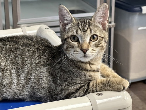 Gloss (Bonded to Blush), an adoptable Domestic Short Hair in Milltown, NJ
