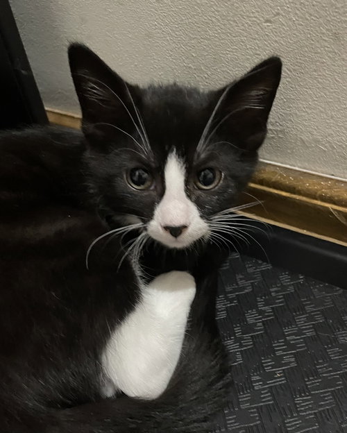 Coco