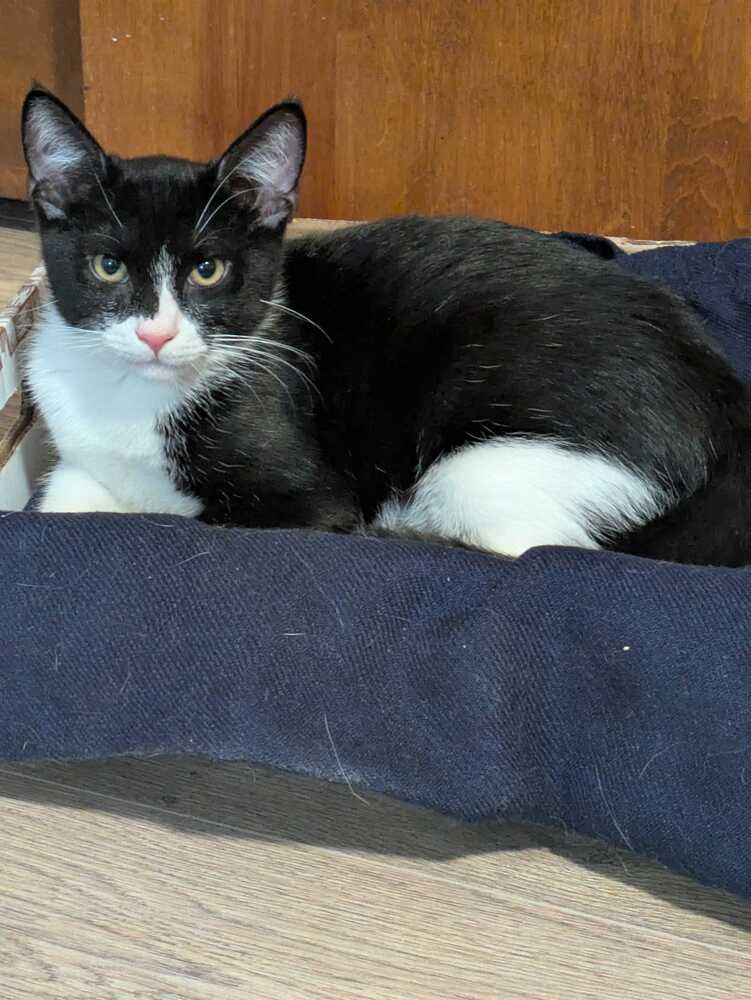 Chamberlain - Domestic Short Hair
