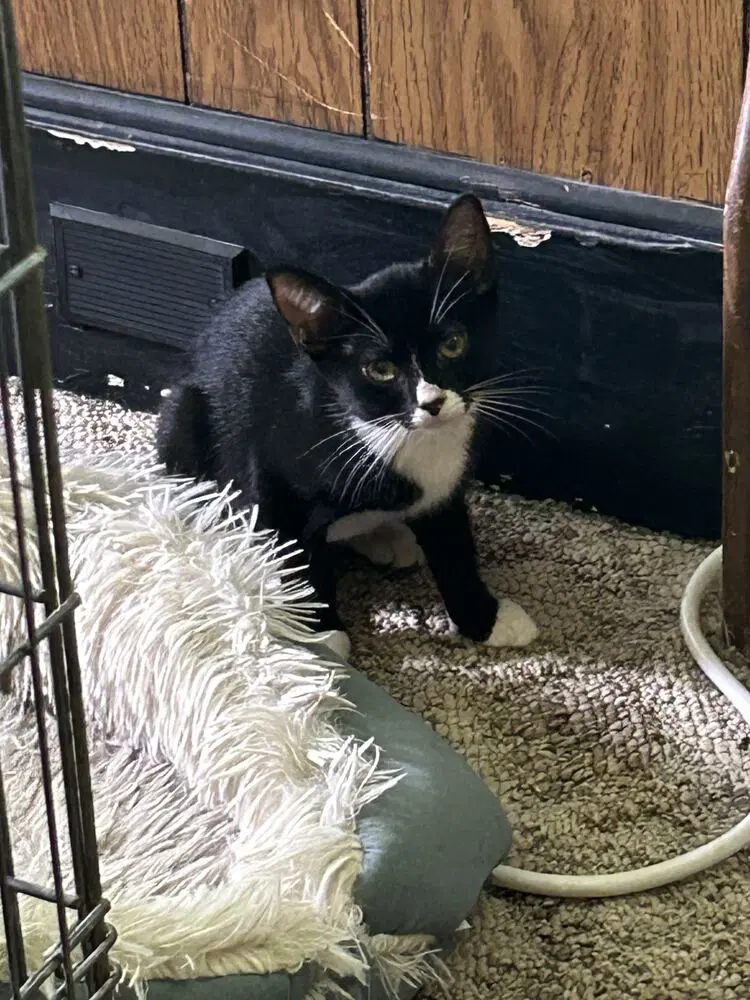 Hannah - Domestic Short Hair