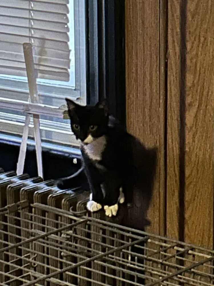 Allie - Domestic Short Hair
