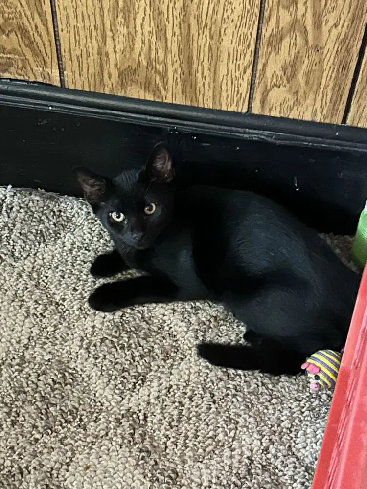 Garrett - Domestic Short Hair