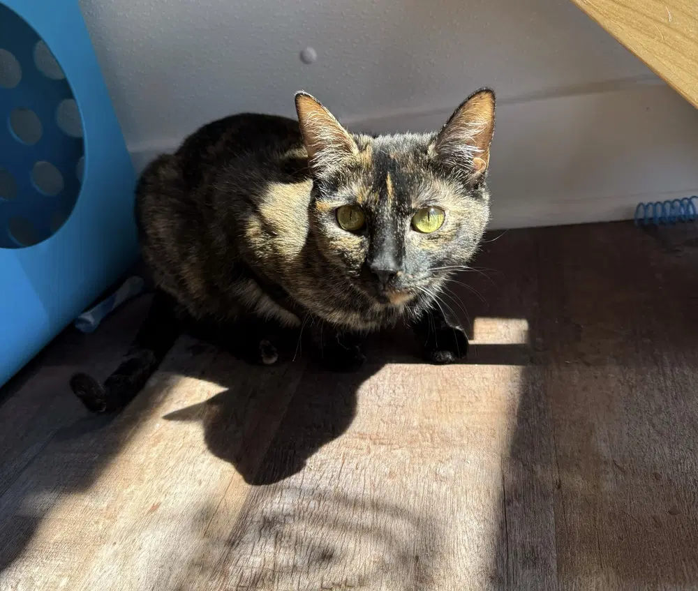 Juno - Domestic Short Hair