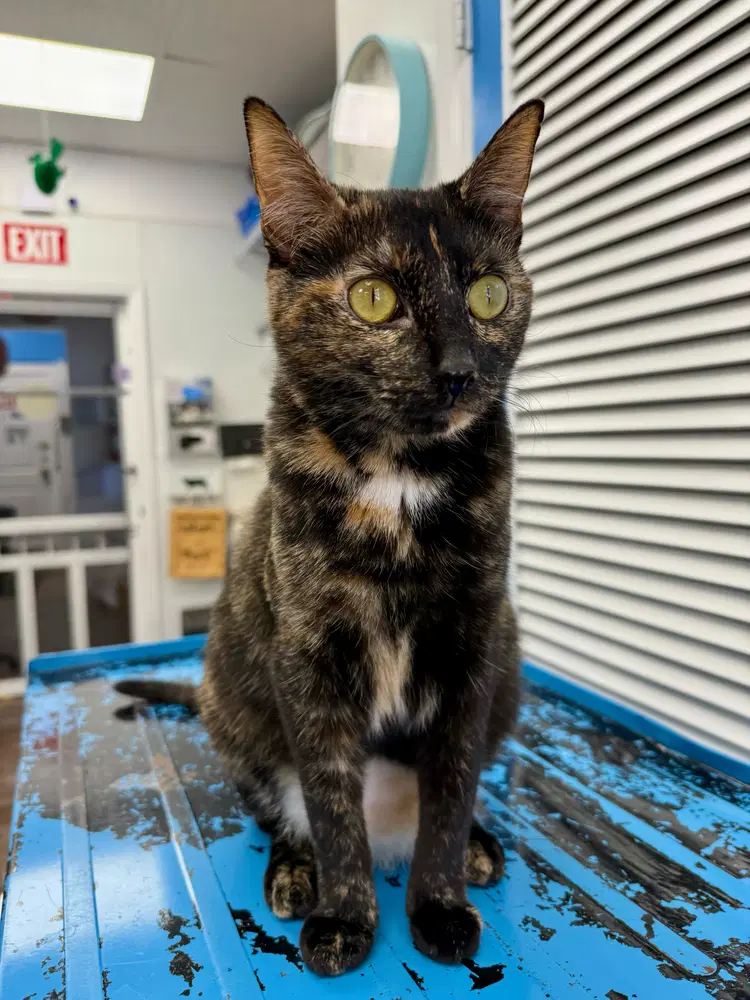 Juno - Domestic Short Hair