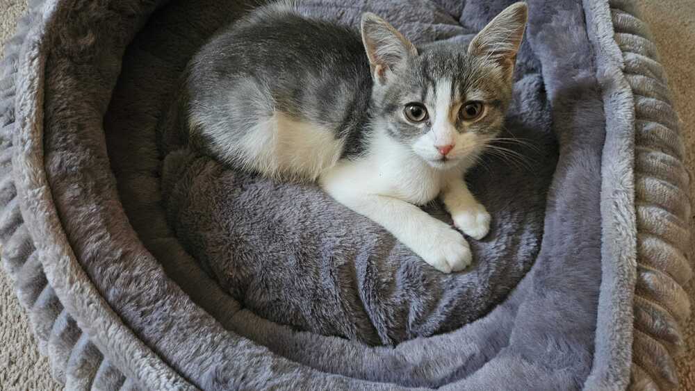 Charlie image 2