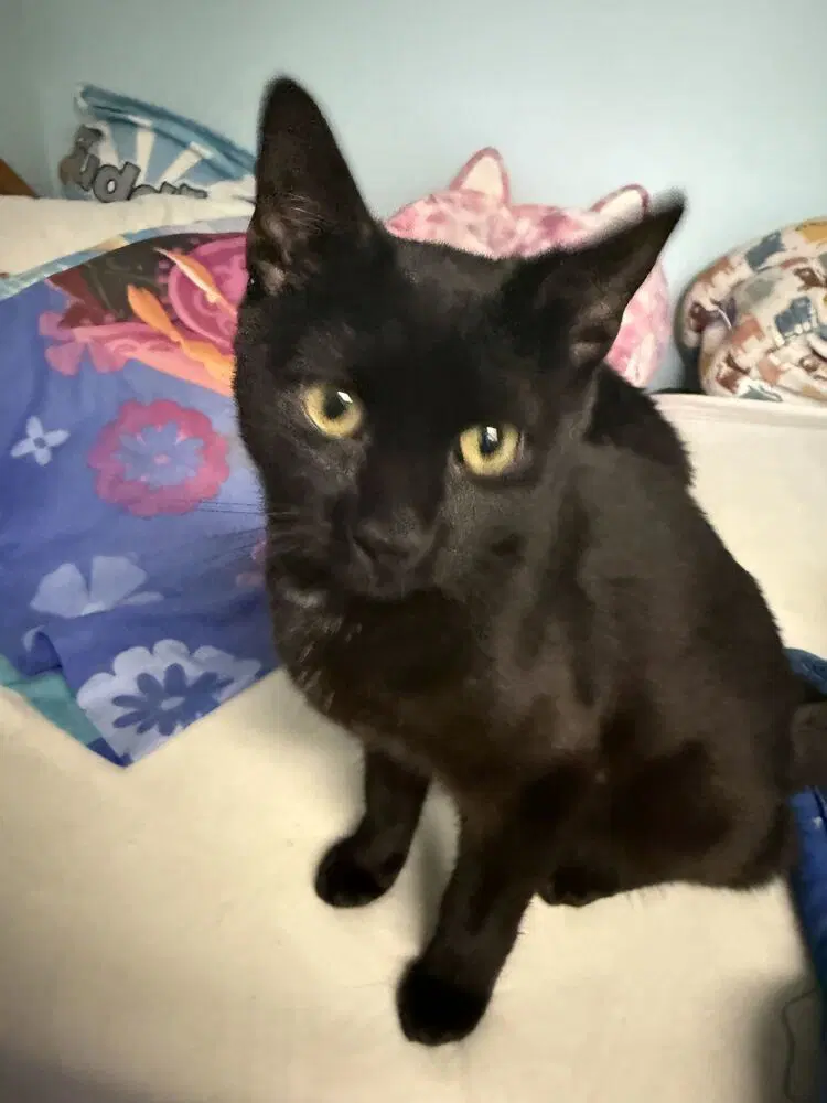 Kevin - Domestic Short Hair