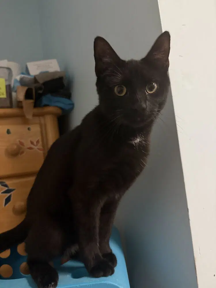 Kevin image 2