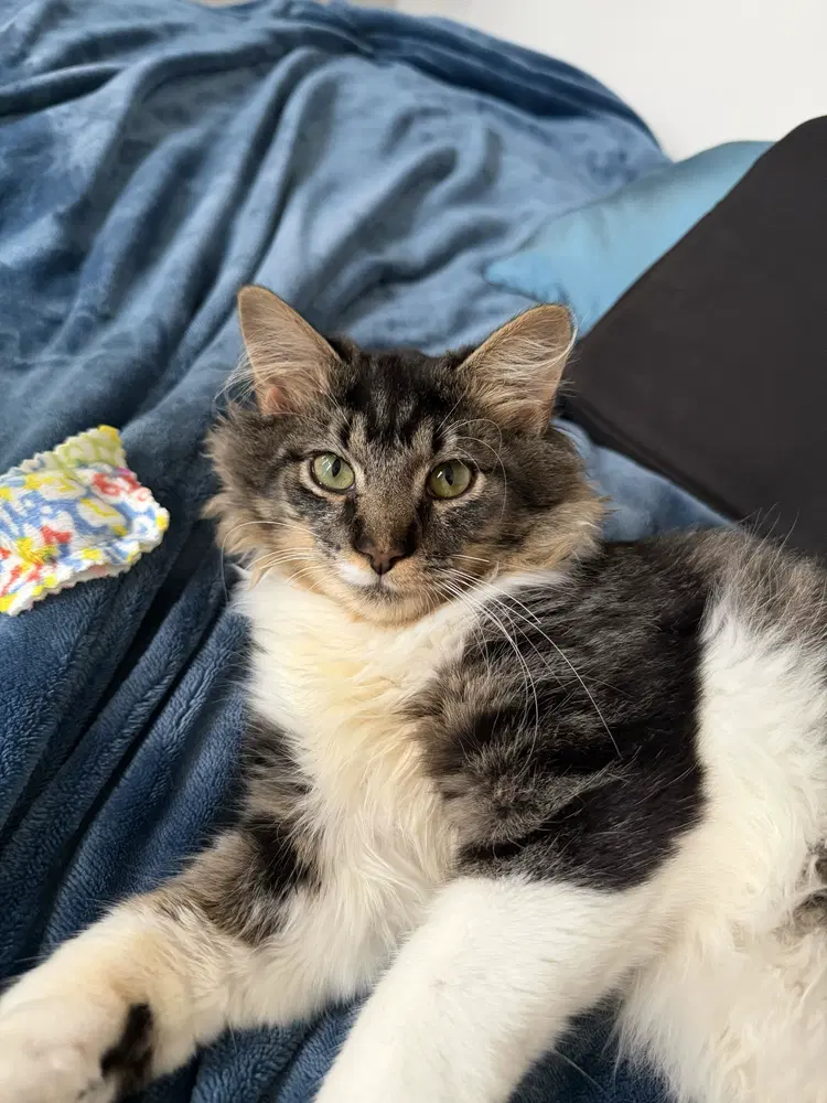Gibson - Domestic Long Hair