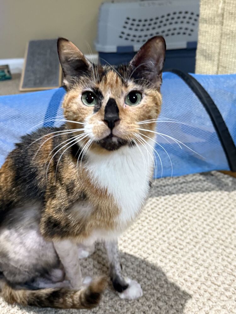 Pennie