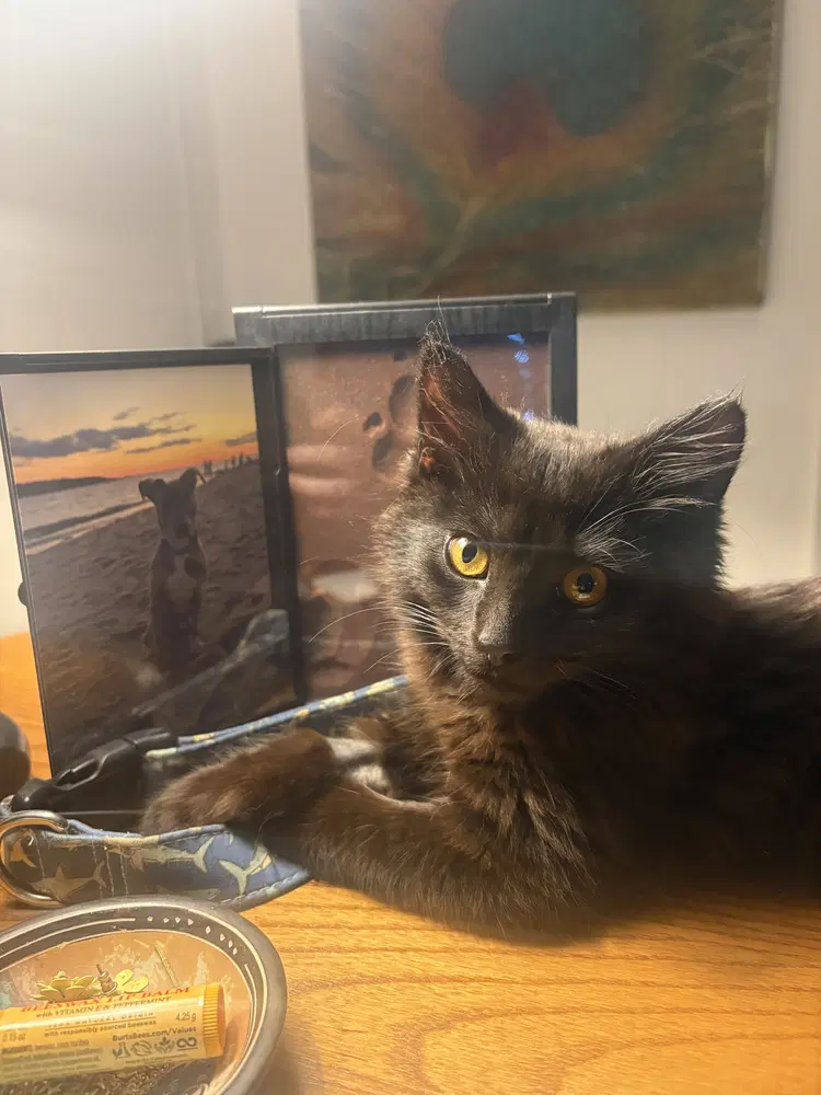 Rocky - Domestic Medium Hair