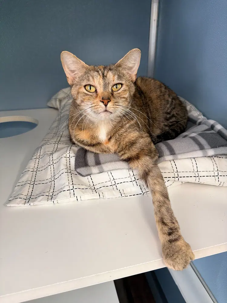 Sansa - Domestic Short Hair