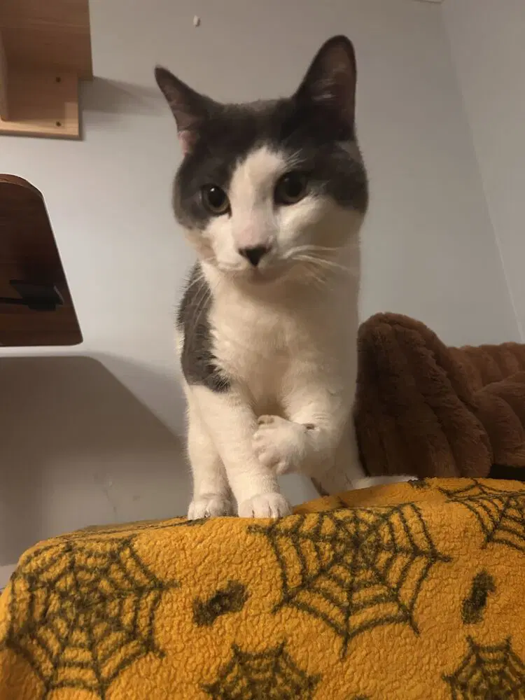 Gilbert - Domestic Short Hair