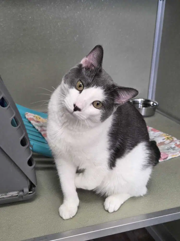 Gilbert - Domestic Short Hair