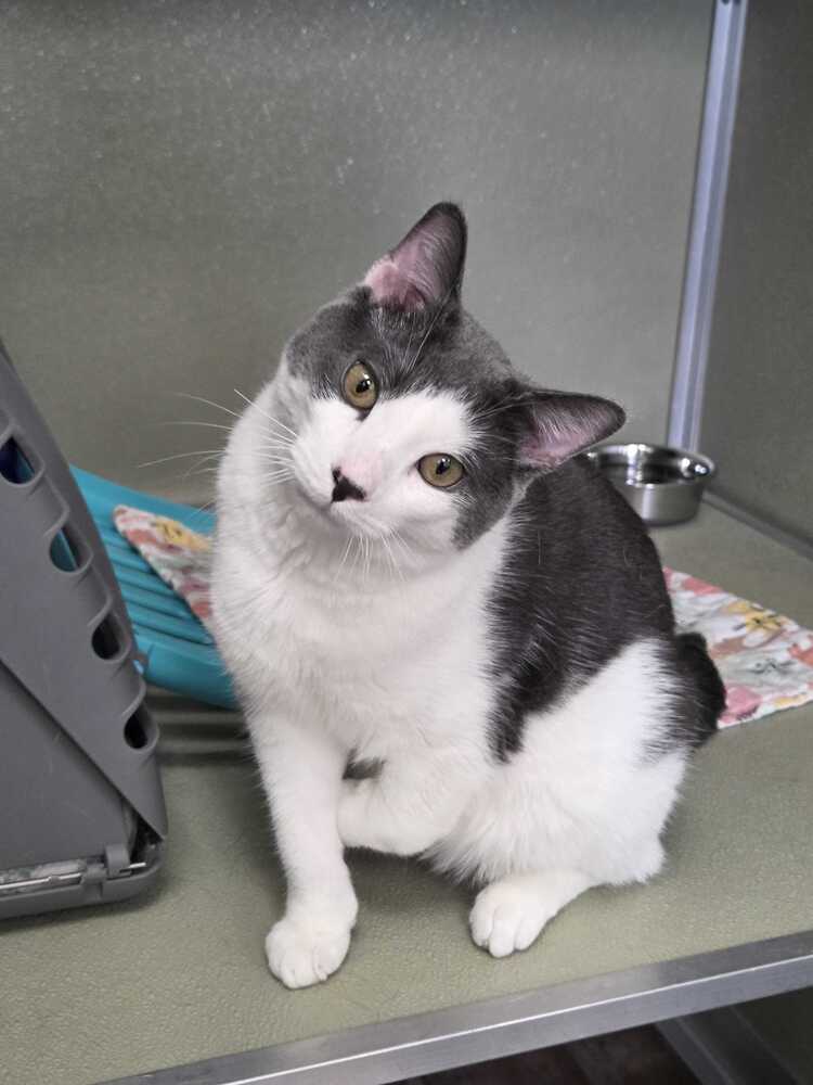 Gilbert