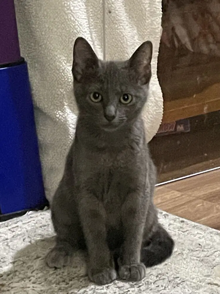 Bobbin - Domestic Short Hair