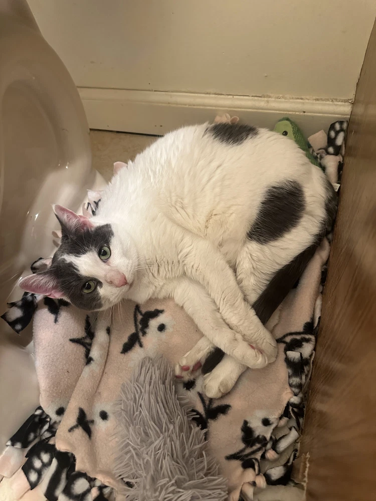 Amy Poehler