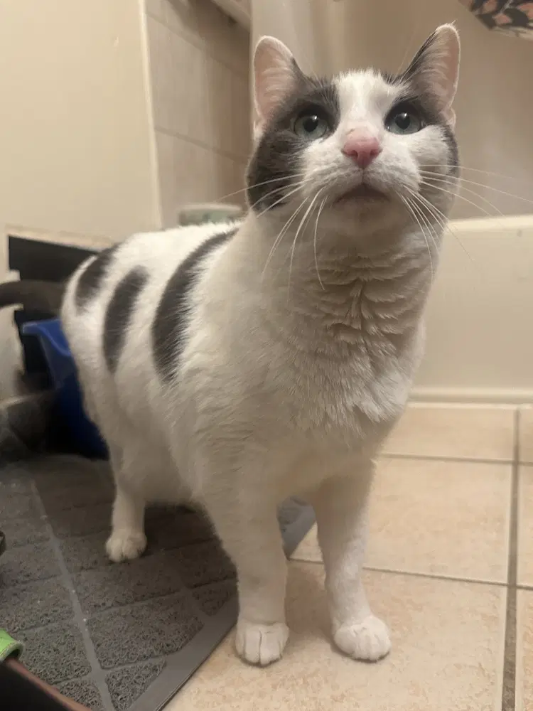 Amy Poehler - Domestic Short Hair