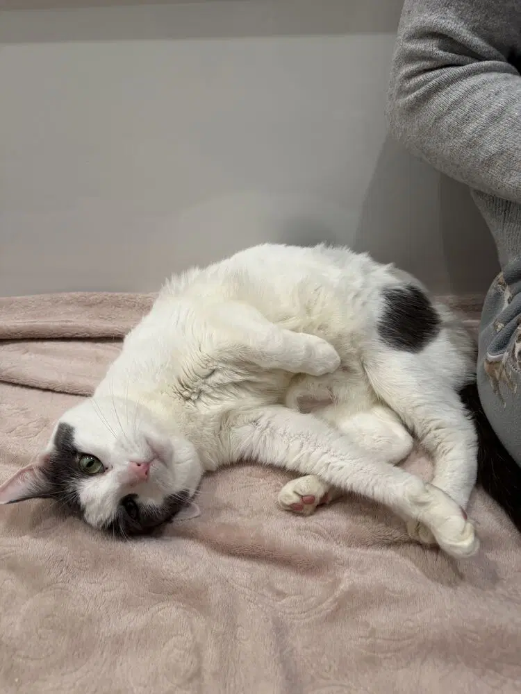 Amy Poehler - Domestic Short Hair