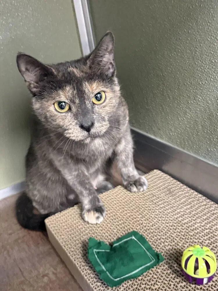 Laurel - Domestic Short Hair