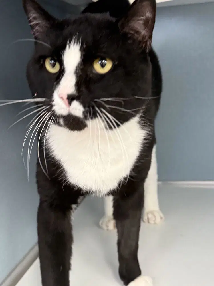 Fudge - Domestic Short Hair