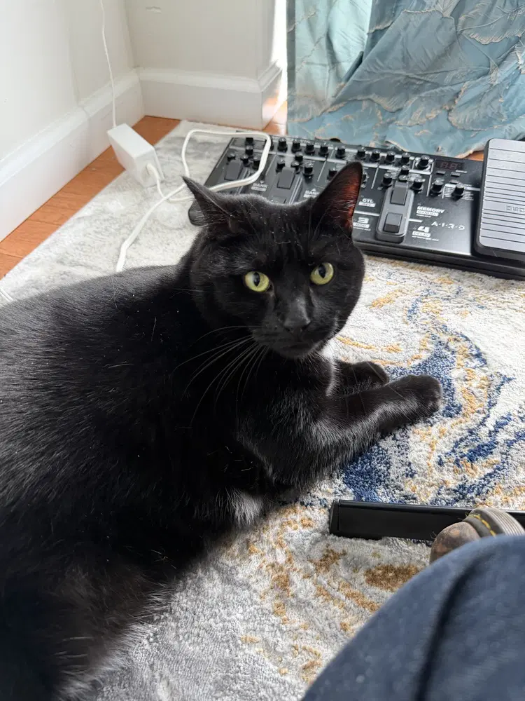Joan - Domestic Short Hair