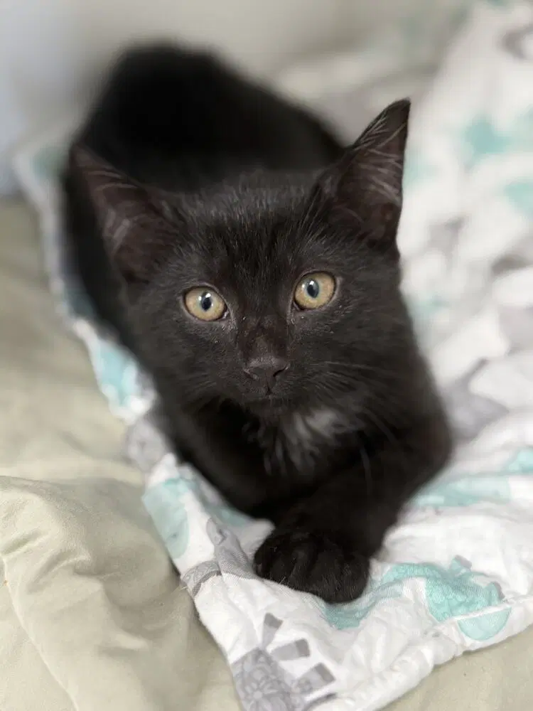 Karl - Domestic Short Hair