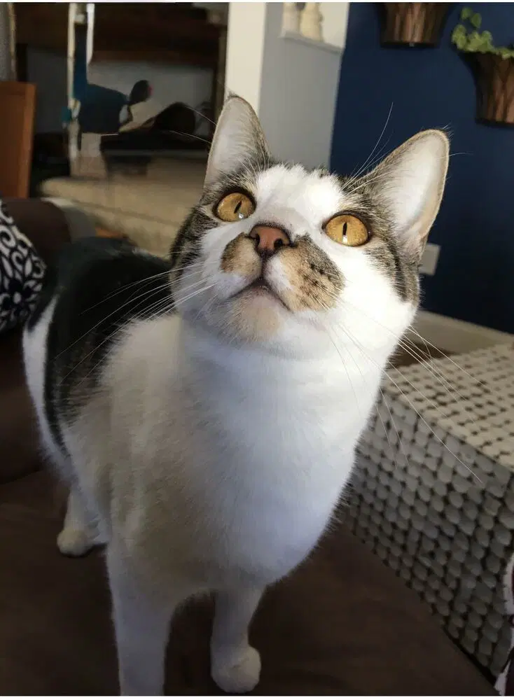 Molly - Domestic Short Hair