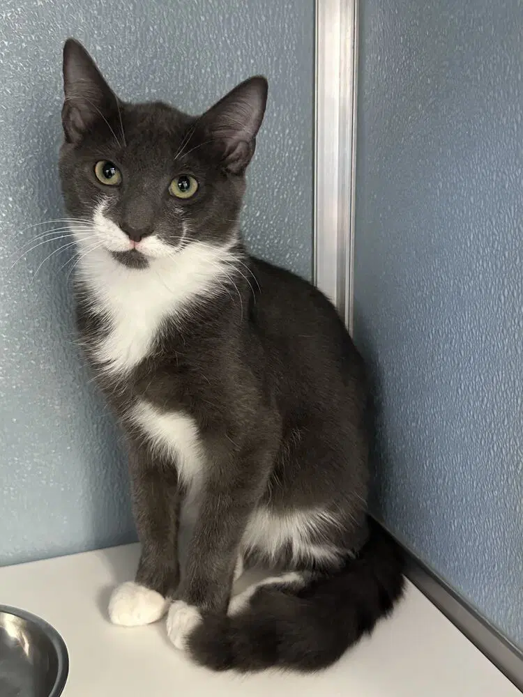 Tailspin - Domestic Short Hair
