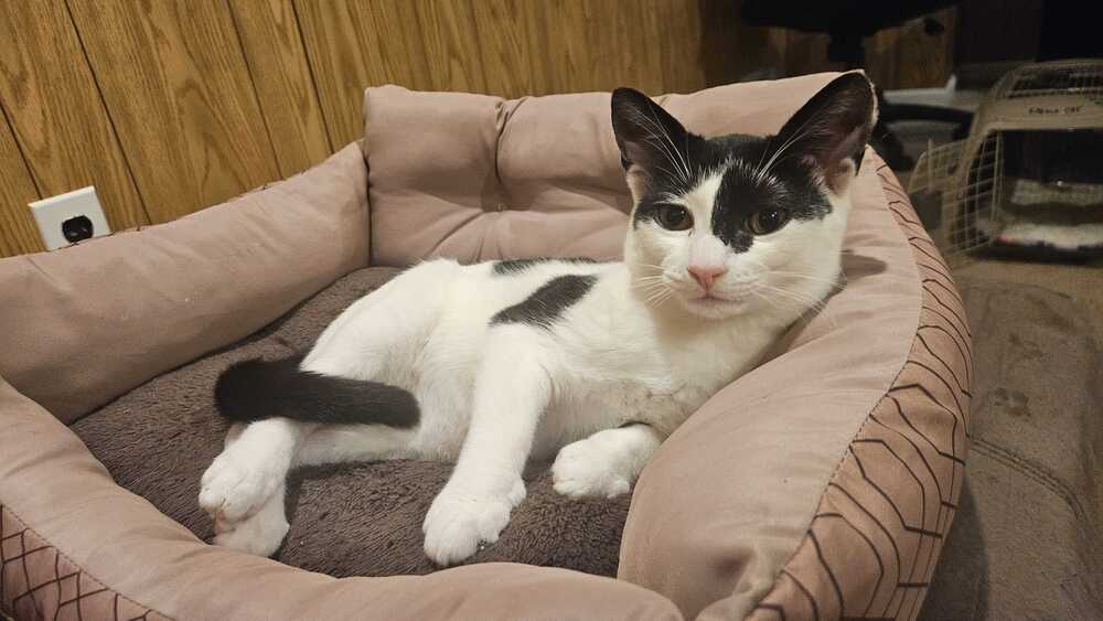 Clyde - Domestic Short Hair