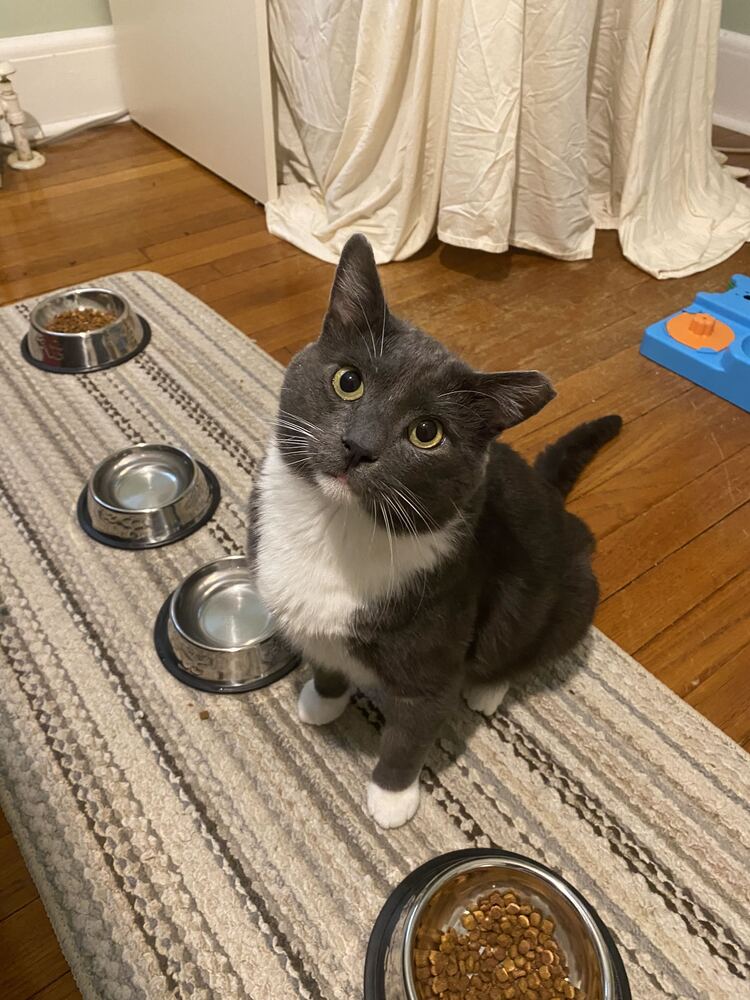 Woodrow, Domestic Short Hair