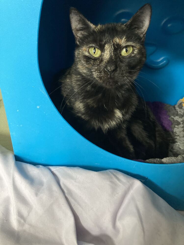Beltza, Domestic Short Hair