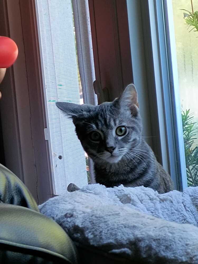 Wakko, Domestic Short Hair