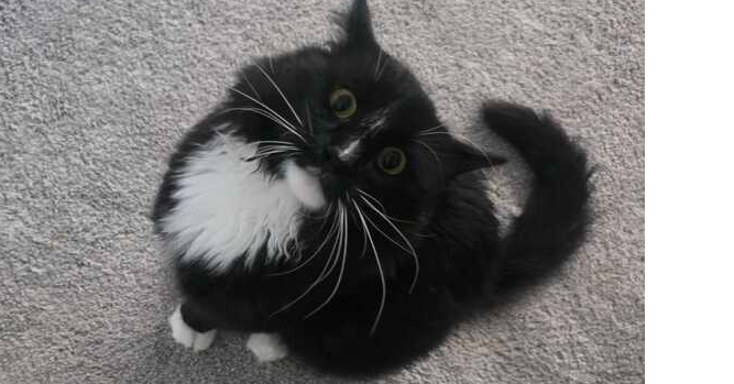 Castor, Domestic Long Hair