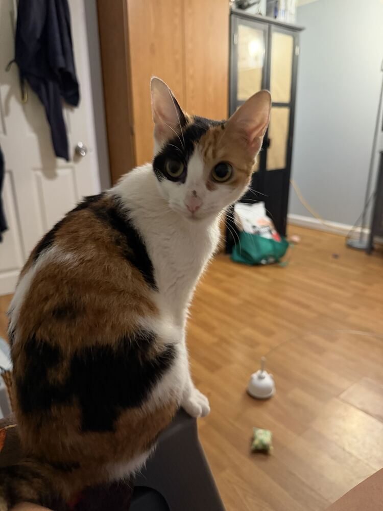 Electra, Domestic Short Hair