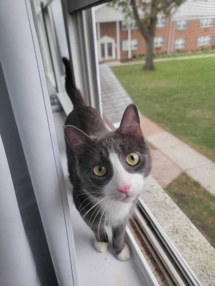 Petey - Domestic Short Hair