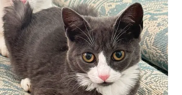 Bonnie - Domestic Short Hair