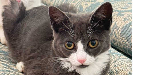 Bonnie, a female kitten up for adoption