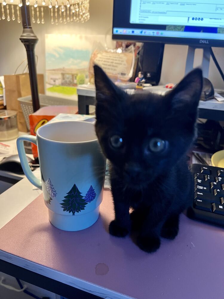 Espresso