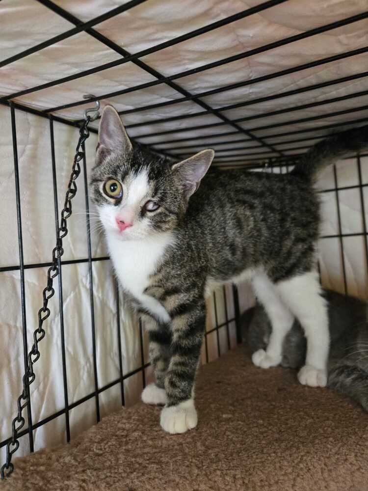 Snicker - Domestic Short Hair