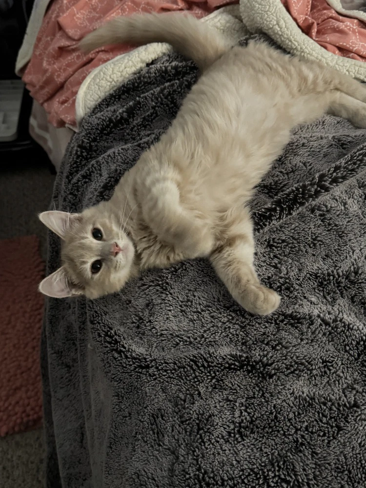 Custard